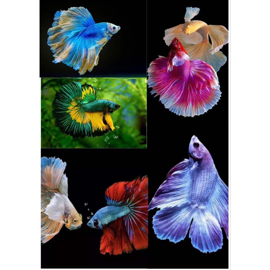 ikan hias cupang super murah cantik(hm) (plakat)(jayen)langka bagus