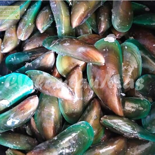 Kerang Hijau Segar // Kerang Hijau 1Kg // Kerang ijo // Kerang Hijau Segar