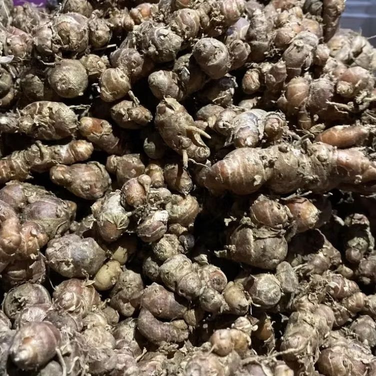 

Kencur Segar| Palawijawa | bumbu rempah-rempah | 100gr, 250gr, 500gr dan 1kg