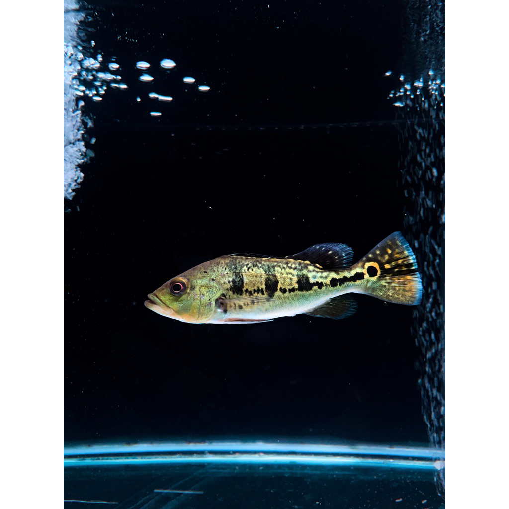 Peacock Bass Kelberi/Pbass Kelberi/Cichla Kelberi
