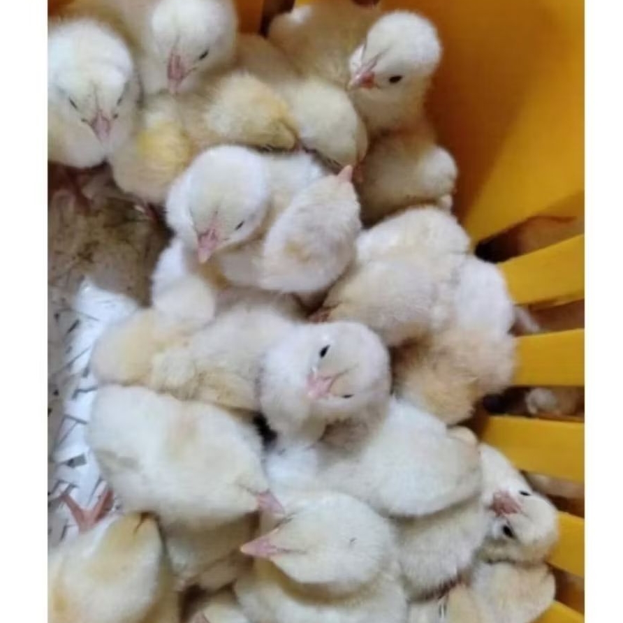 ANAK AYAM PEJANTAN HIDUP DOC ANAK AYAM PEJANTAN [ISI 10 EKOR]