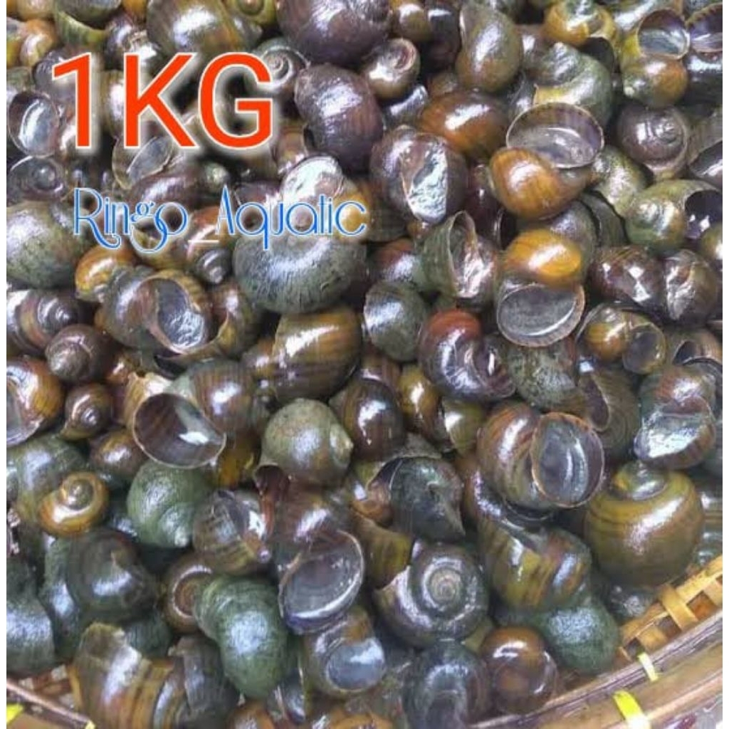 Umpan Galatama Lele Keong Mas Sawah Fresh Umpan Lomba Mancing Harian