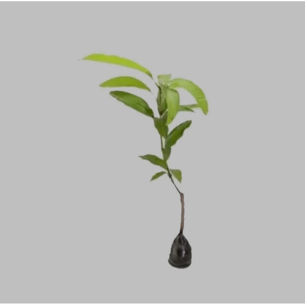 bibit mangga kiojay thailand bibit mangga kiojay super jumbo