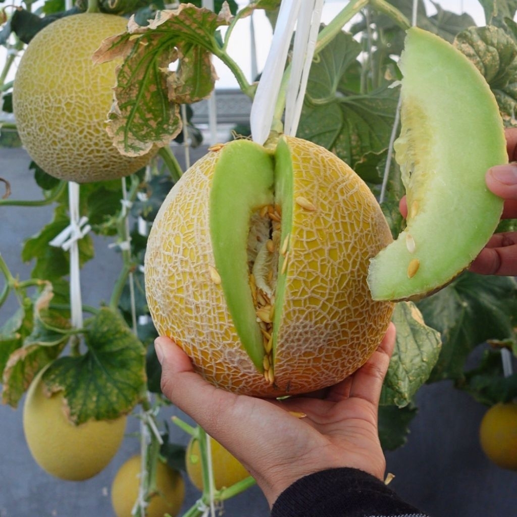 Buah Melon Premium Inthanon Melon Manis Honey Emerald Melon (Petik Langsung dari Kebun)