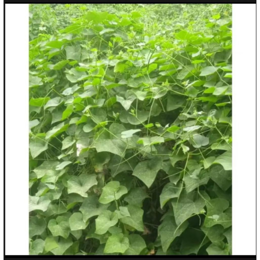 pucuk labu siam segar 250 grm