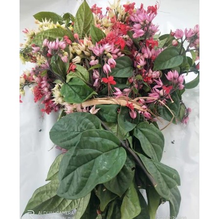 

Daun Segar Bunga Nona Makan Sirih / Kembang Segar Nona Makan Sirih Alami