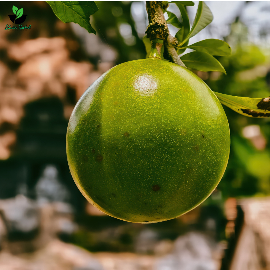 Buah Maja / Berenuk / Buah Majapahit – Per Buah