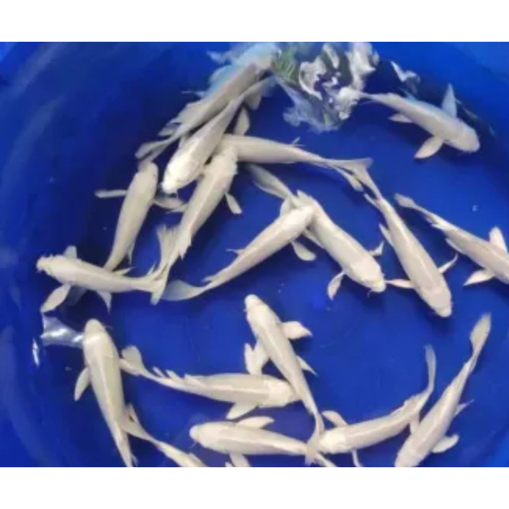 Koi slayer platinum 6-7 cm bonus pakan isi 10