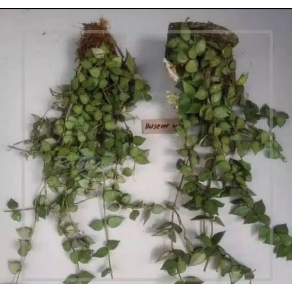Terbaru tanaman hias gantung hoya mini rimbun