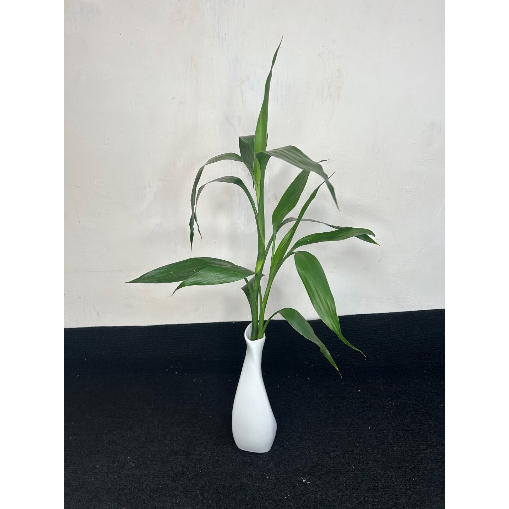 Tanaman Hias Bambu Rejeki tanpa Vas| Dracaena sanderiana