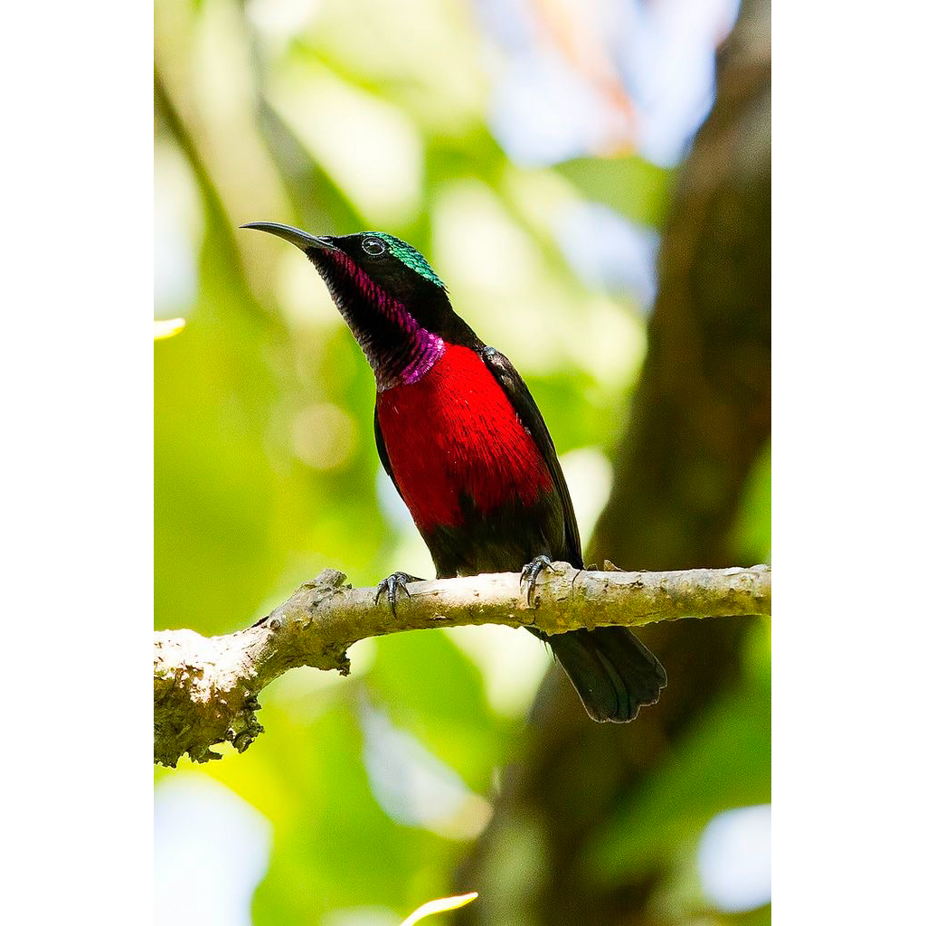 Kolibri Ninja Rawatan Sudah Rajin Bunyi Jantan