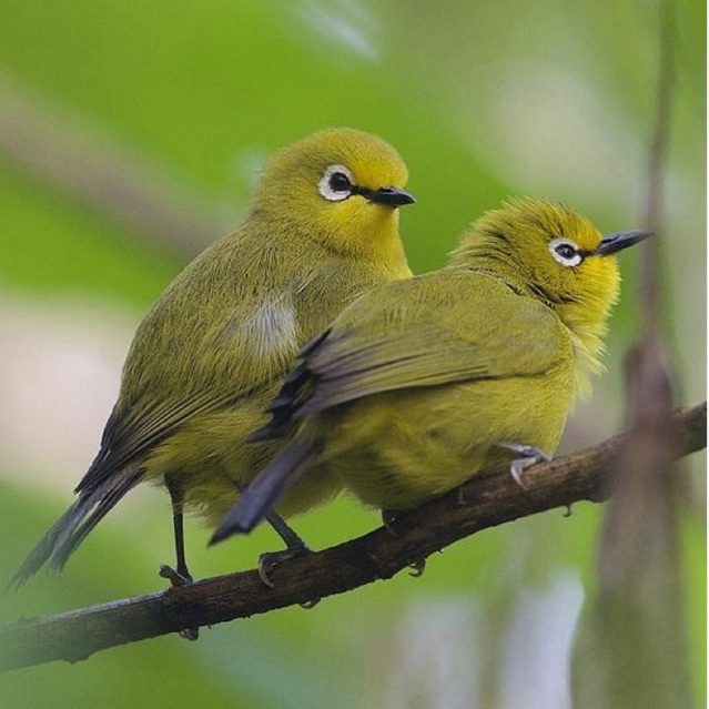 Pleci Dakun Garut Jantan Rawatan