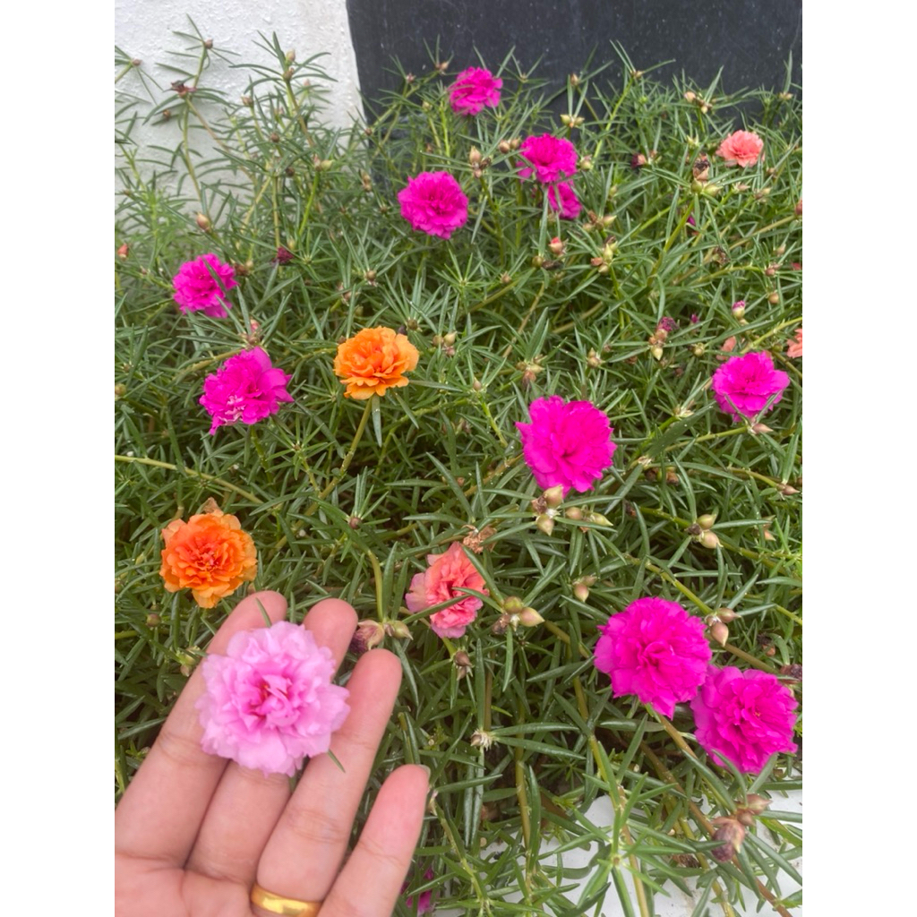 bunga krokot warna warni