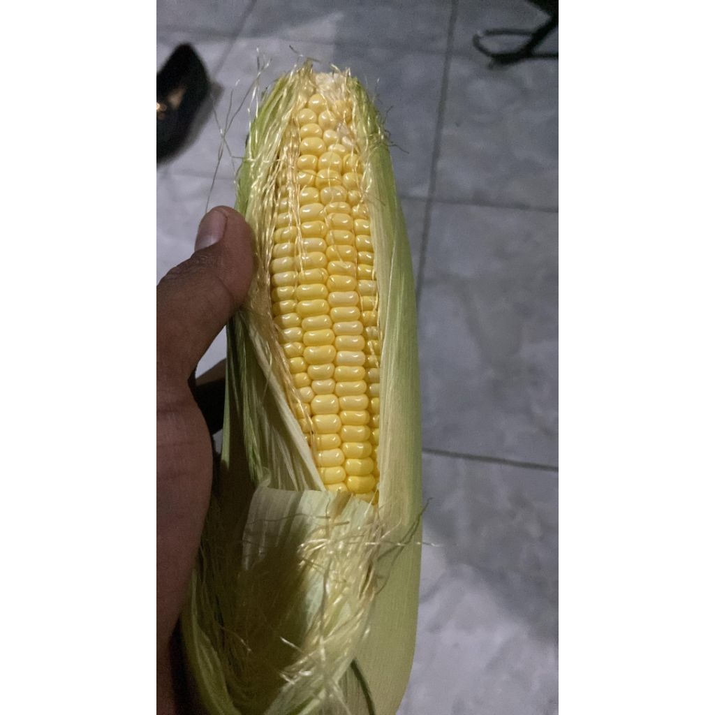 

Jagung Manis Segar ( 6 pcs ) | Jagung Rebus Bakar Kukus Sayur Jagung Fresh Langsung Petani