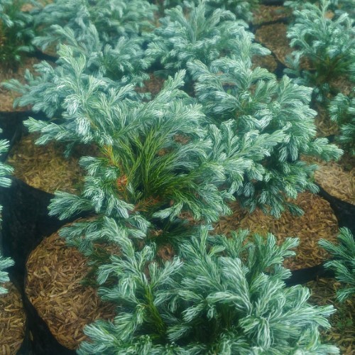 Tanaman Hias Cemara Bludent - cemara biru - cemara - cemara mini - cemara bludent