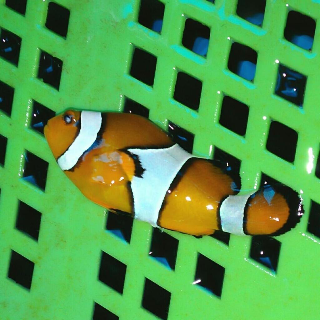 Ikan Laut Nemo Ikan Badut Clown Fish