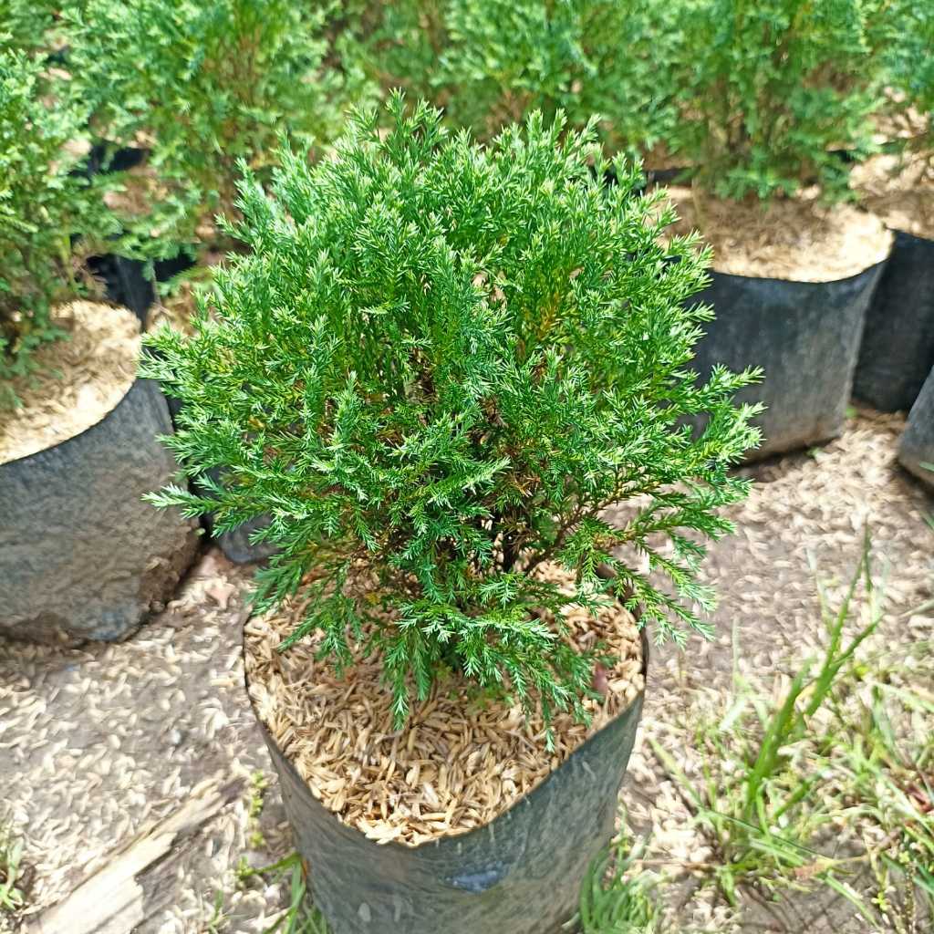 Tanaman Cemara Pentung - cemara pentung - pohon cemara - cemara mini