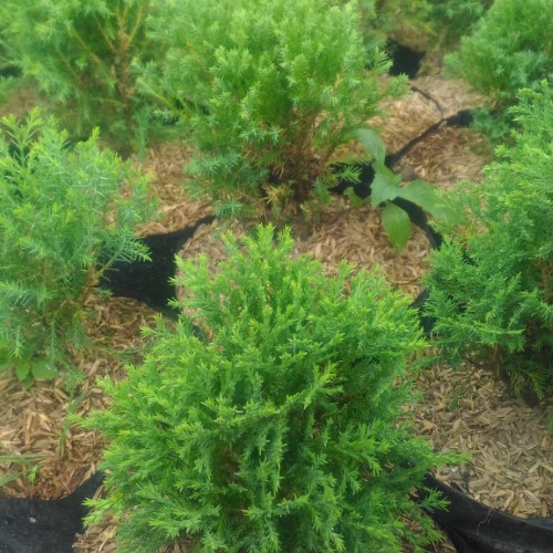 Cemara Pua Pua - Cemara PuaPua - Bibit Cemara Pua Pua - Tanaman Hias - Pohon Cemara Pua Pua