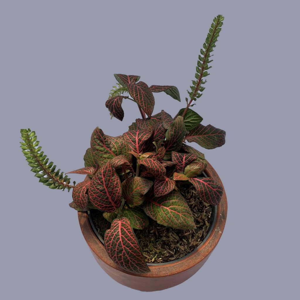 Fittonia Merah | Fittonia Daun merah