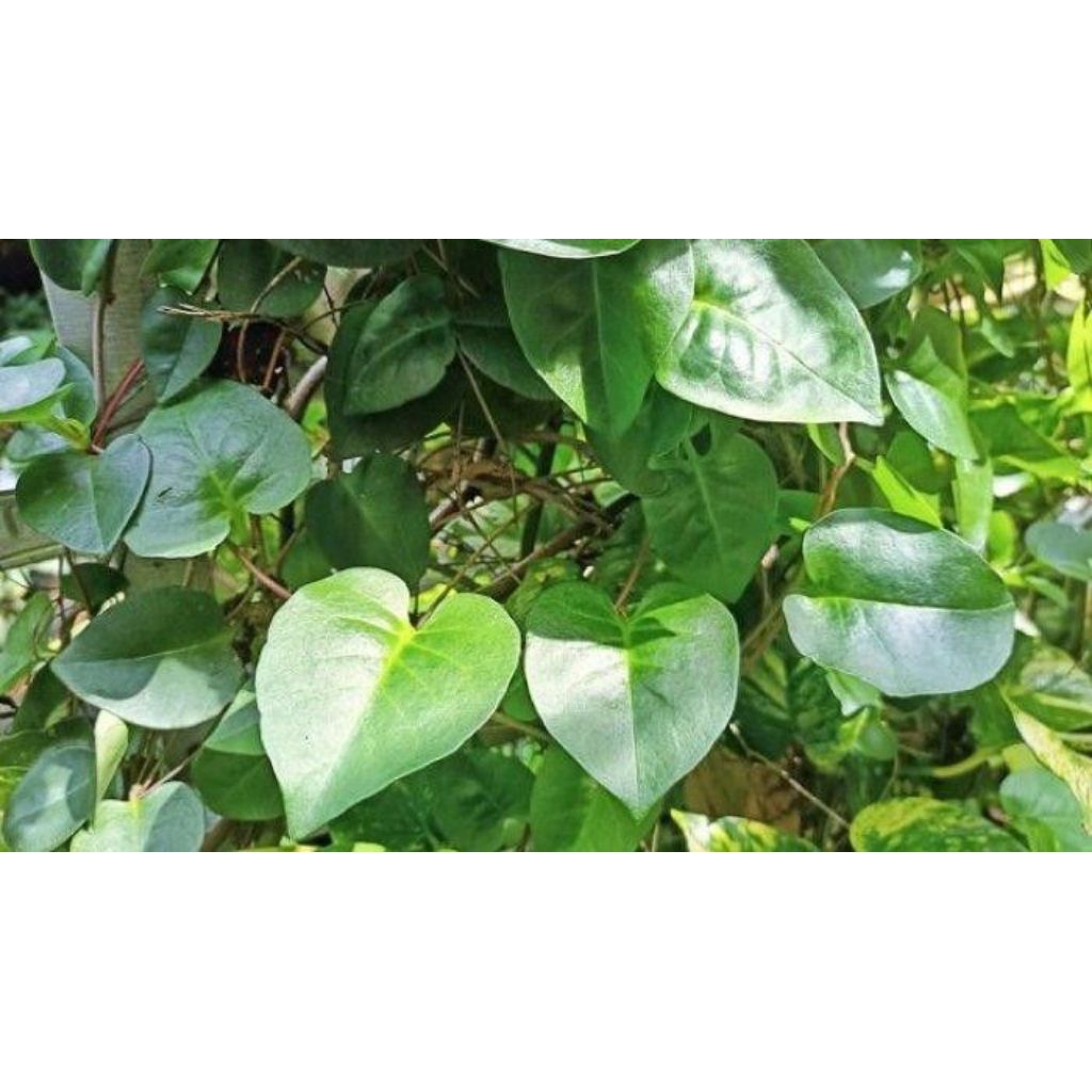 

Daun Binahong Segar 500gr – Langsung Petik Saat Order