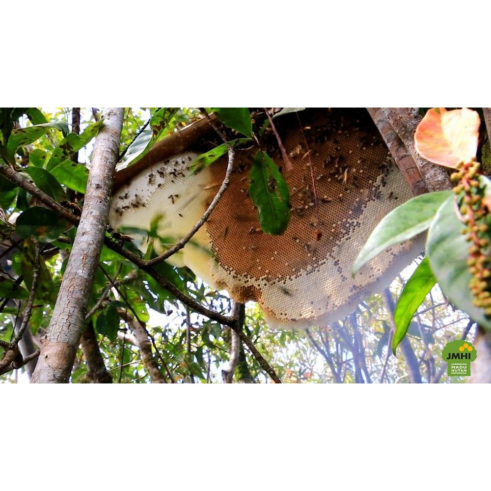 

WB Wild Bee - Madu Rambutan / Lebah Apis Melifera - Wild Bee