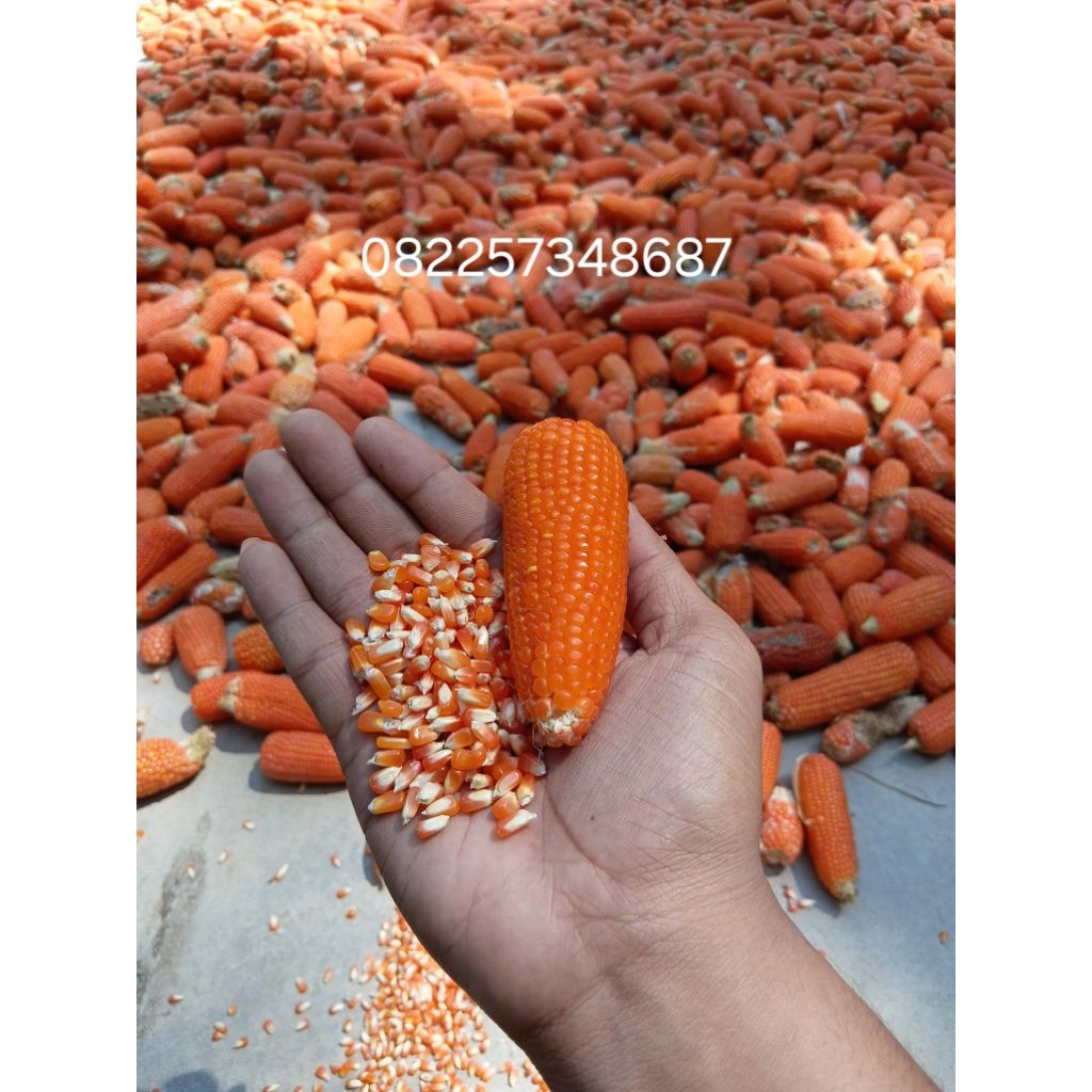 HAMSTER JAGUNG UTUH 1KG JAGUNG KERING  POPCORN 1KG JAGUNG KRISTAL