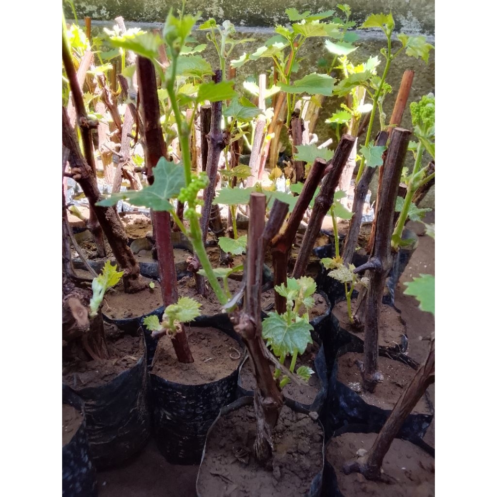 Bibit Buah Anggur Import Ninel Hasil Cating Berbunga(Bonus Pupuk)