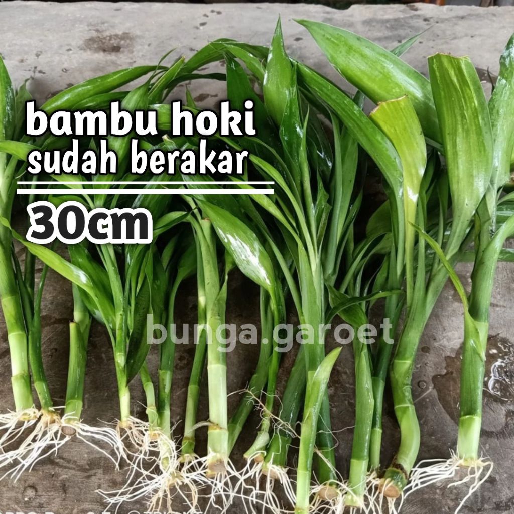 Bibit Bambu Hoki Sudah Berakar Siap Tanam / 30cm Bambu Hoki Sri Rejeki