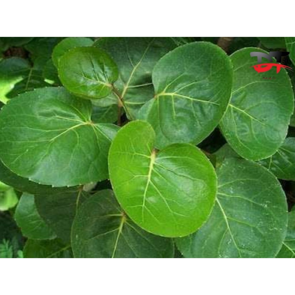 

Daun mangkokan dijual perlembar