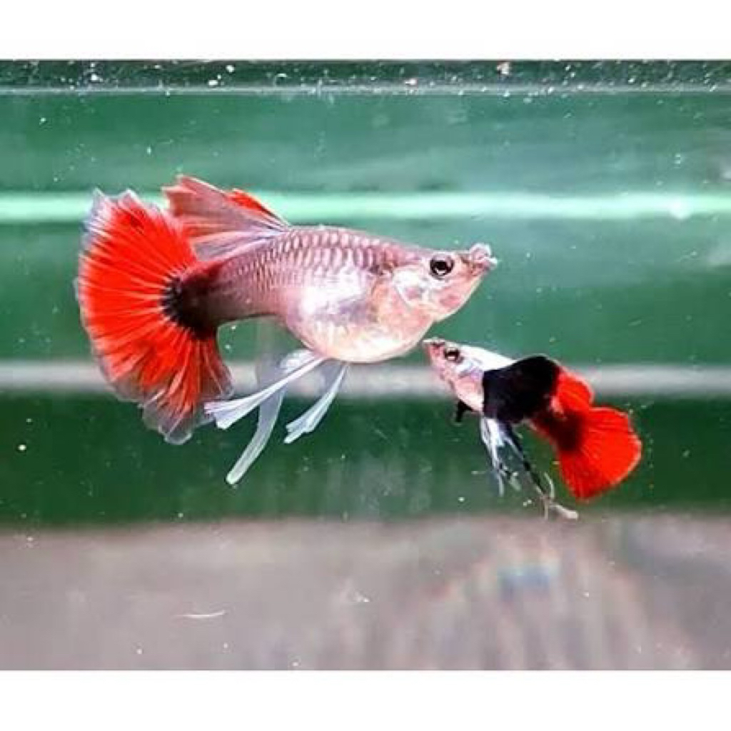 paket live prtde ribbon 1pair