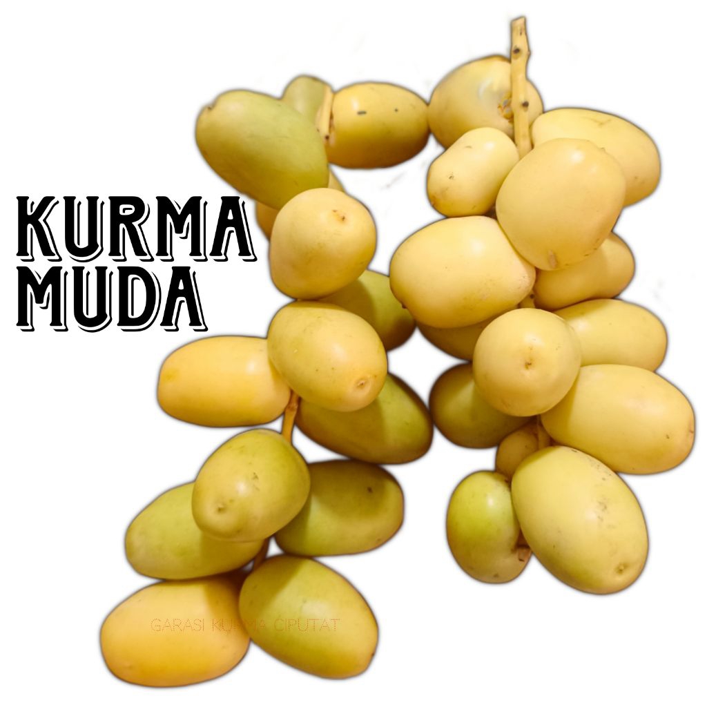 Kurma Muda Kuning Kemuning Sepet - Promil KurmaMuda