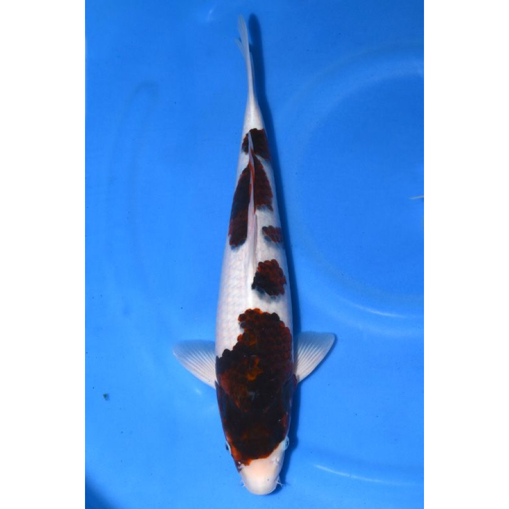 hiasan aqurium goromo size 10-15cm