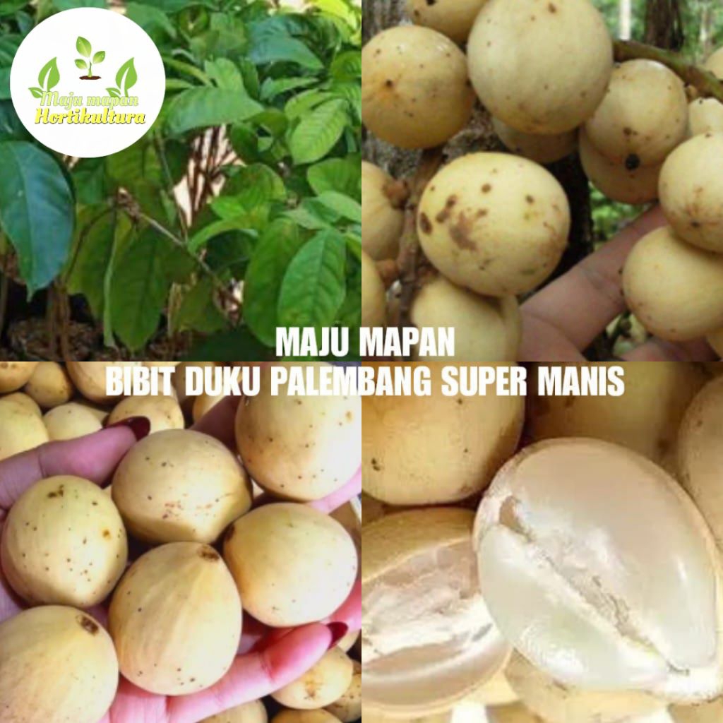 BIBIT DUKU PALEMBANG SUPER MANIS