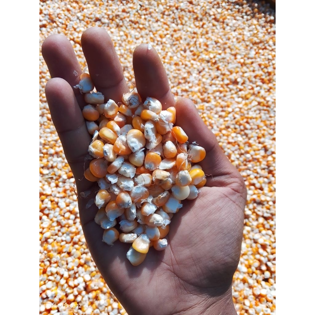 

jagung pipil kering bersih 1kg untuk pakan burung