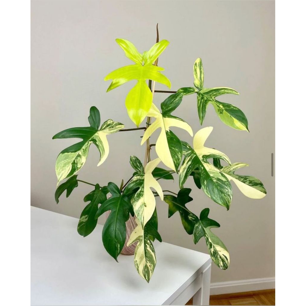 Tanaman Hias philodendron Florida beauty variegata