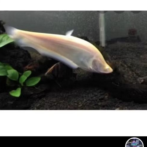 ALBINO BELIDA UKURAN 18-20 CM