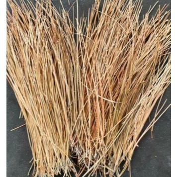 

Daun Pinus Kering 1 kg / Daun Pinus Kering 500 gram Herbal Kesehatan Tubuh