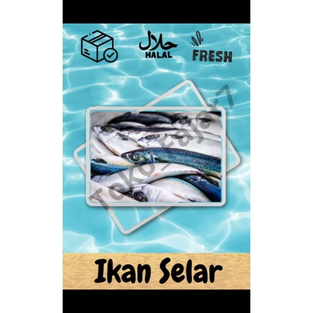 IKAN SELAR PREMIUM FRESH MURAH BERGARANSI IKAN SEGAR IKAN BEKU