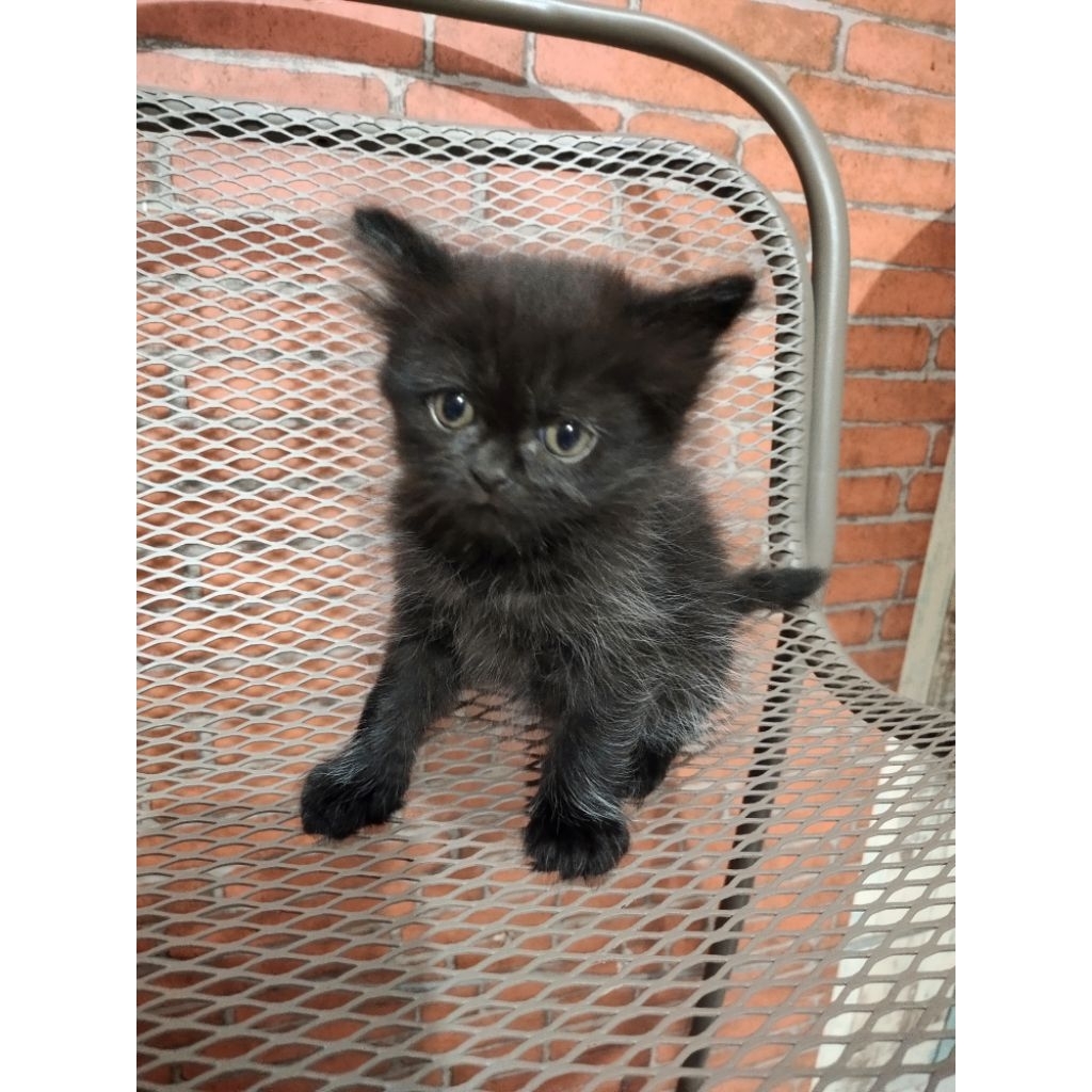 Lepas Adopsi Kucing Persia Kitten warna hitam solid  lucu murah