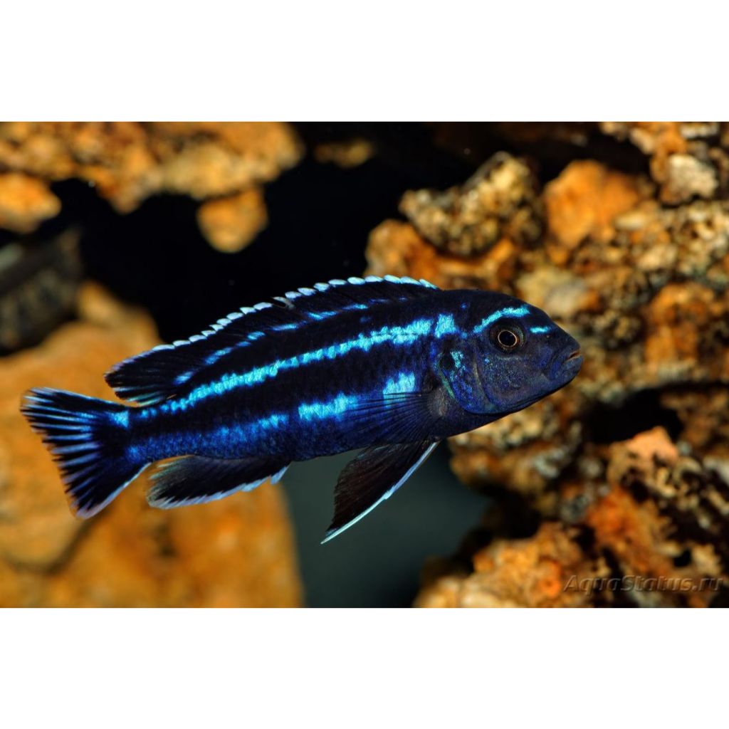 Ikan Hias Cichlid Blue Johani / Ikan Hias Air Tawar / Malawi Cichlid