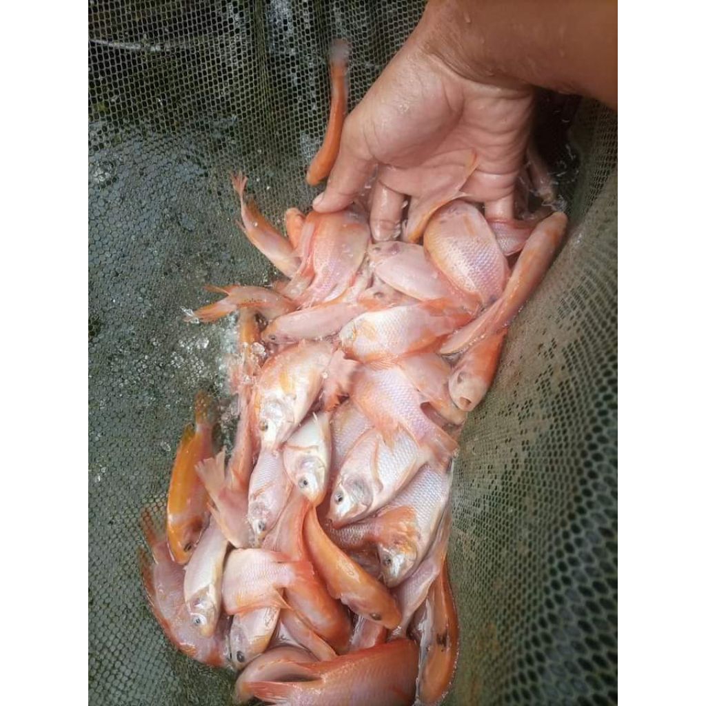 bibit nila merah kiloan 1 kg