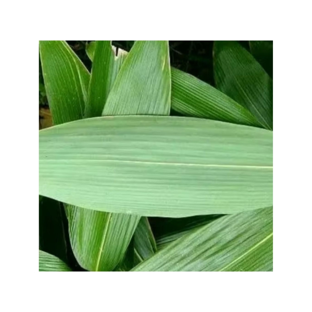 

Daun Bambu Muda Segar/Bahan Bungkus Dodol/50Lembar