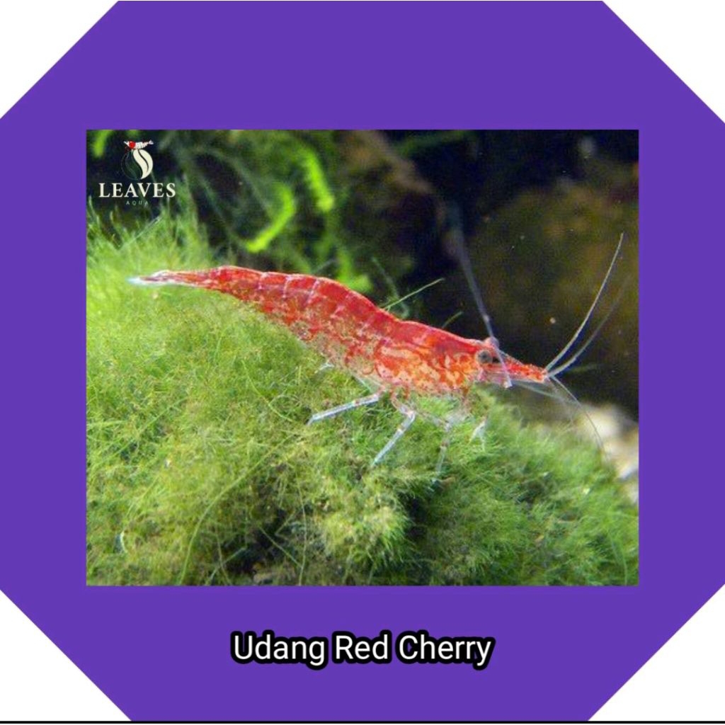 udang hias red cherry aquascape