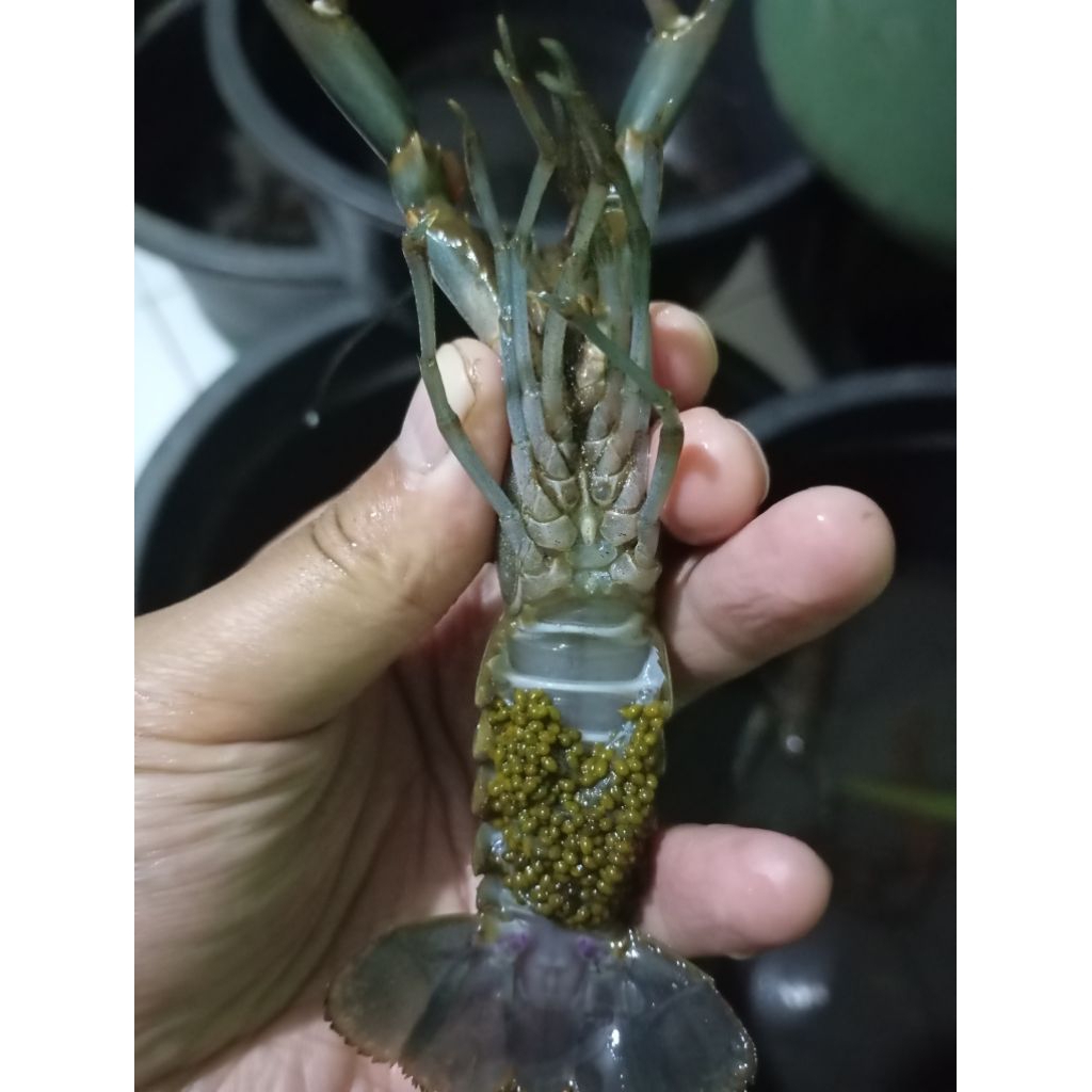 lobster air tawar gendong telur