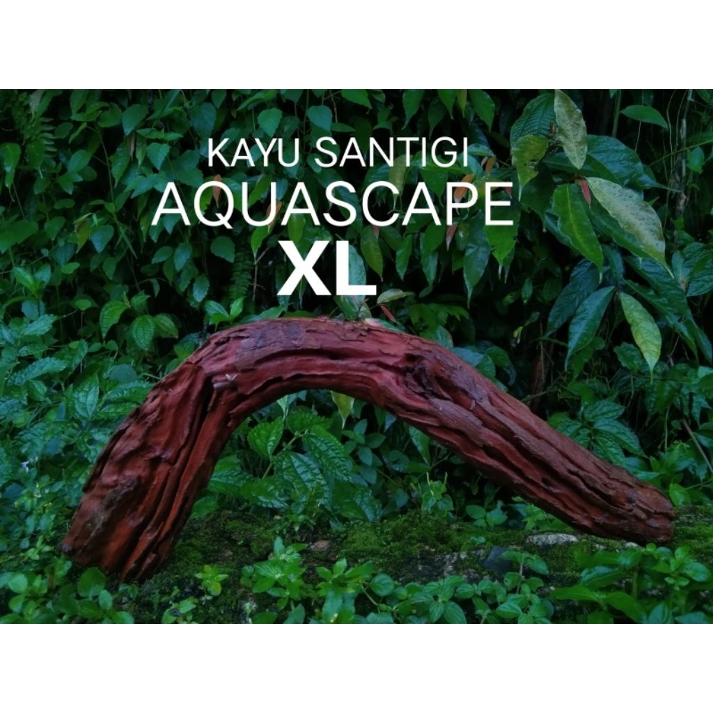 Kayu santigi ukuran xl aquascape