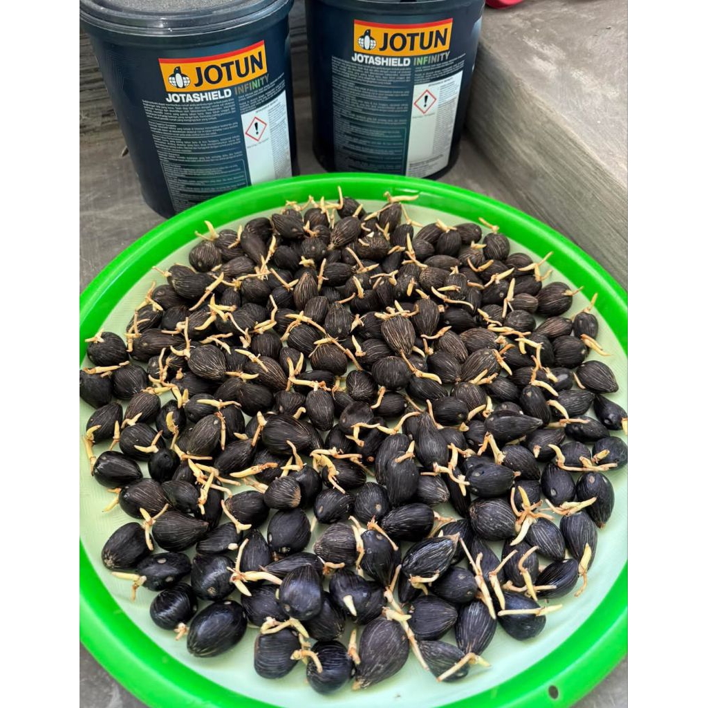 Harga 8000/butir Benih Sawit SOCFINDO YANGAMBI original BERKUALITAS