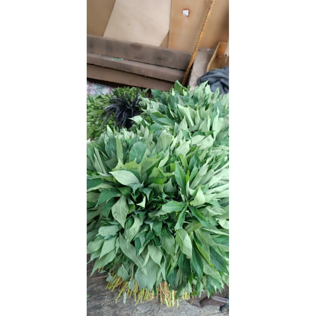 

Daun singkong 1 ikat kirim instan