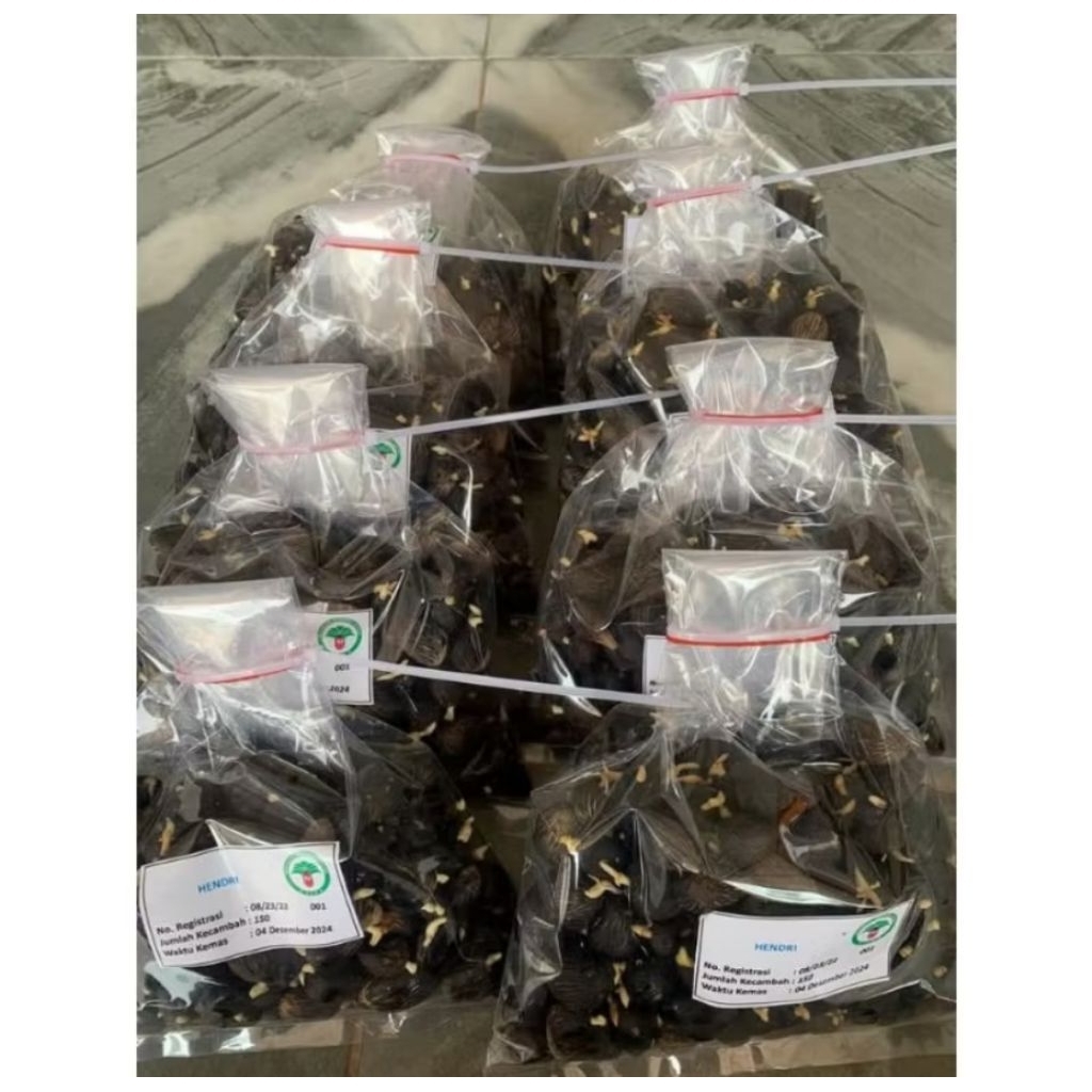 Benih Sawit Unggul DxP SEU SUPREME original