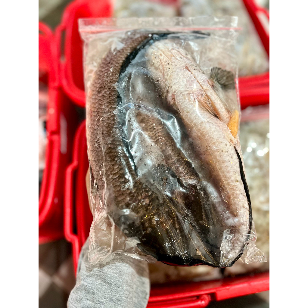 ikan gabus utuh/fillet/giling/telur ikan gabus