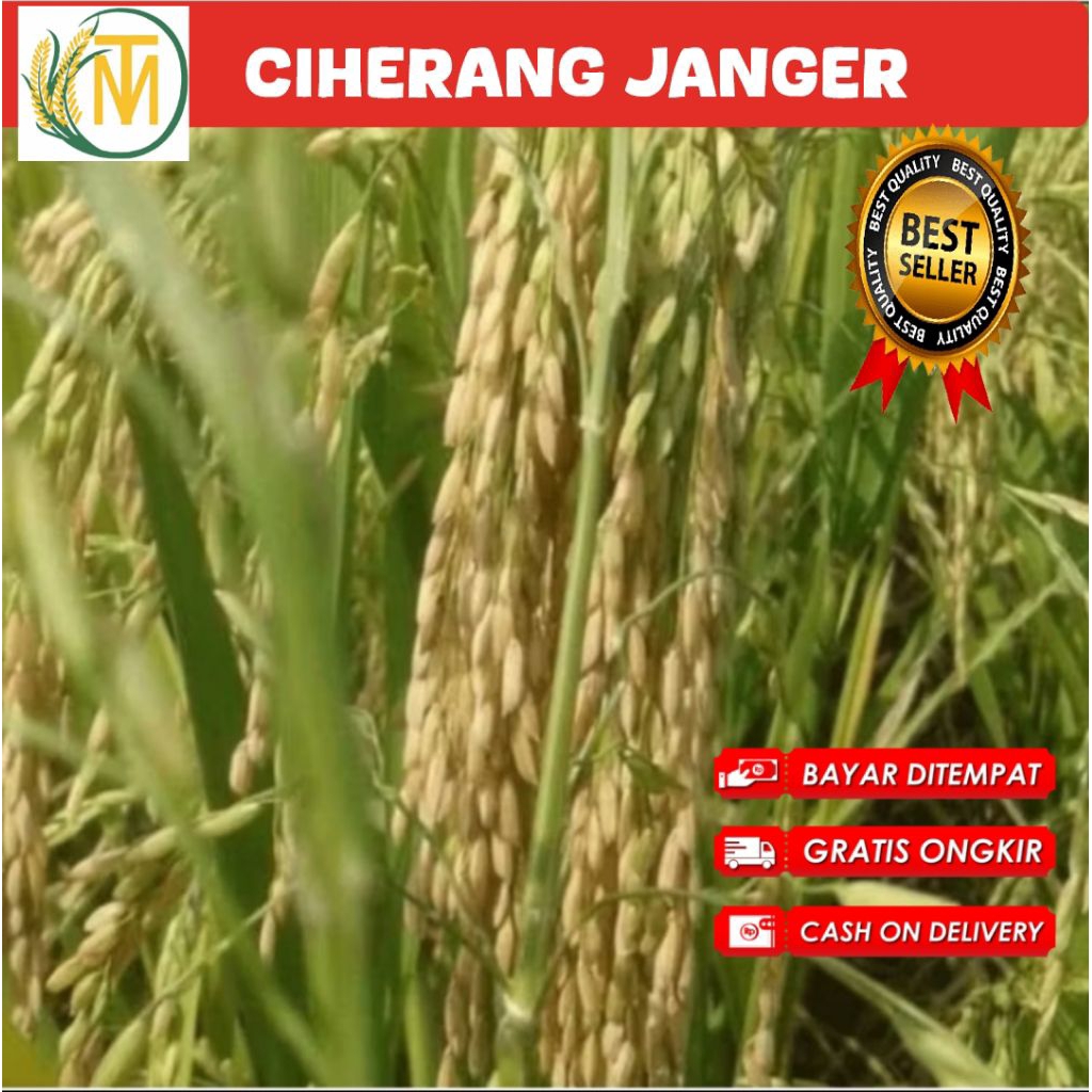 benih padi Ciherang janger kualitas  unggul  (5kg)
